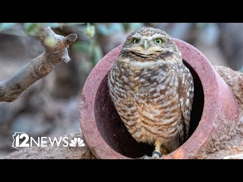 YouTube video thumbnail: Arizona’s Solar Farms are Forcing Relocation of Burrowing Owls