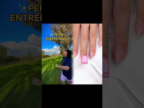 PERRO ENTRENADO vs PERRO NO ENTRENADO #shorts