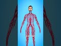 Human Blood Vessels Facts