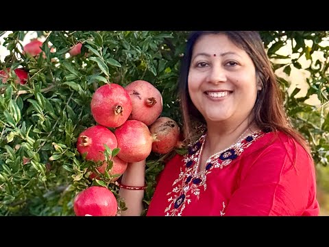 প্রায় ৭০ কেজি বেদানা আজ তোলা হলো বেদানা বাগানে গিয়ে 😊বন্ধুর মায়েদের নিয়ে গিয়েছিলাম আজ সেখানে