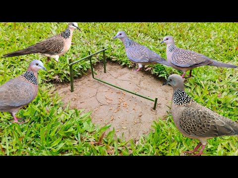 How to make Vary simple bird trap #nature #birds #trap #live #shorts