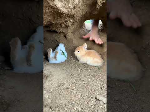 Catching rabbit, cute pet debut plan, original Rabbit Golden Sun