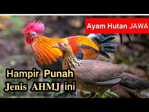 AYAM HUTAN MERAH JAWA || Ayam hutan merah Indonesia dari Pulau Jawa