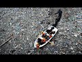 Impact of Water Pollution on Global Health and Environment