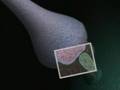 Understanding the Brain: Structure and Function