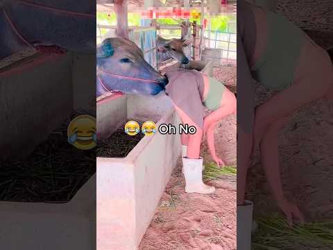 The Animals 🤣😂 #funnyanimals #animals #pets #shorts