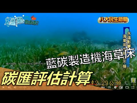 藍碳製造機海草床 碳匯評估計算 |【藍碳救未來】| 2022120604 @gtvnews27 - YouTube