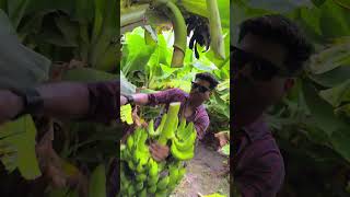 🍌✨ A Beautiful Day at Kashee’s Kingdom Film City – Banana Cutting in Full Bloom! 🌿🎬