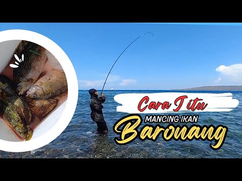 Cara Jitu Mancing Ikan Baronang, Cara Pasang Umpan Lumut yang Pas