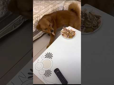 Ăn vụng và cái kết #dog