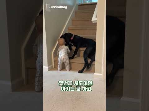 혼자서 계단 오르려는 아기 위험할까봐 온몸으로 막은 강아지 #shorts
