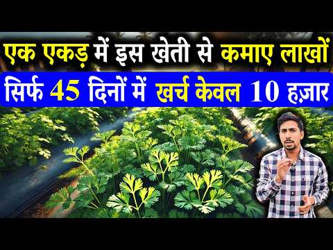 45 दिनों में किसान को अमीर बनाने वाली खेती | Dhaniya Ki Kheti Kaise Karen | Coriander Farming