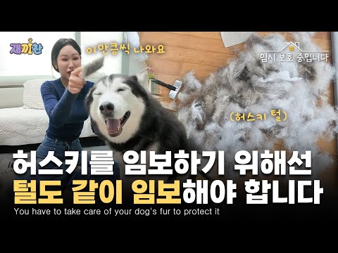 하루 종일 털만 치우다 하루 끝난 썰 푼다 I'll clean up my hair all day and talk about the end of the day