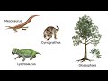 Continental Drift and Fossil Evidence