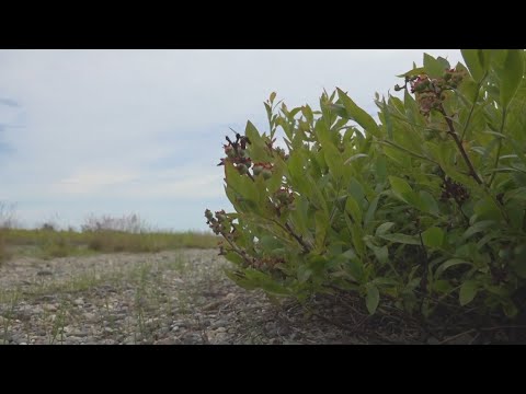 YouTube video thumbnail: Innovations Aim to Keep Maine’s Wild Blueberry Industry the Strongest in the World