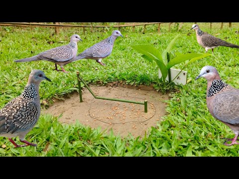 New bird trap and big forest #trap #new #nature #funny #birds