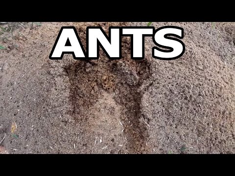 Ants All Over My Yard