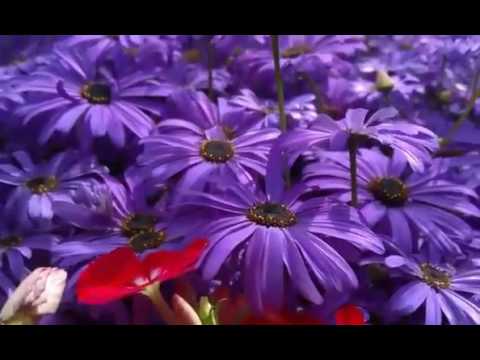 Flowers of Spring At Garden of Five Senses
