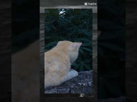 kucing bikin ngakak garis dua kaki langsung kaget