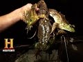 Catfish and Frog Legs Business