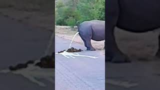 Rhino Floods Entire Road!