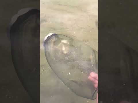 early morning chubs and shiners#yt #ytshorts #subscribe #wolfriver#wild#redtails