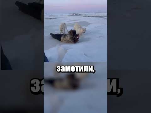 Приличные Волки🔥