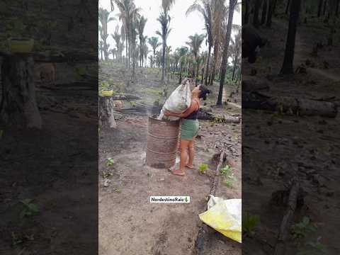 Vamos fazer um carvão de casca de coco babaçu, mulher nordestina e guerreira🌵🙏🏽