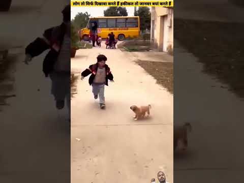 #puppyfriends #dog #funny #love