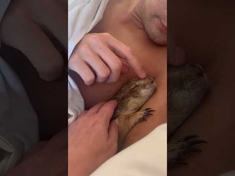 Morning snuggles with Poppy the Prairie Dog #prairiedog #animal #cute