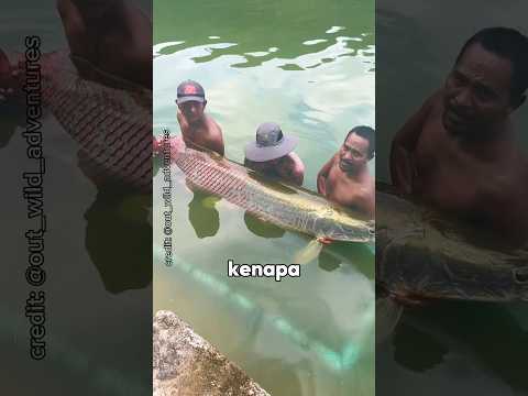 Ikan Ini Bisa Bikin Manusia Pingsan⁉️😱