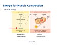 Muscle Physiology and ATP Production