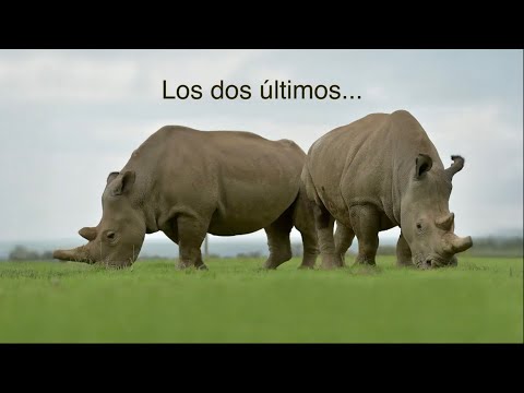 Qué Pasa Con Los Rinocerontes l Mini Documental