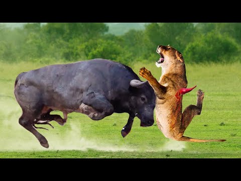 ভয়ংকর সিংহ মহিষের কাছে হেরে গেল | এরা একবার রেগে গেলে কাউকে ছাড়ে না World's Most Aggressive Animals