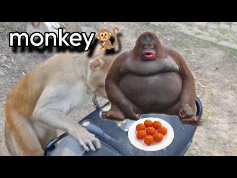 Himanshu pandit vlogs is live #monkey #🐒 # monkey 🤣🤣😆😆