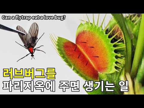 참새도 뱉은 러브버그… 파리지옥에 줘봤더니 충격적 결과가?!