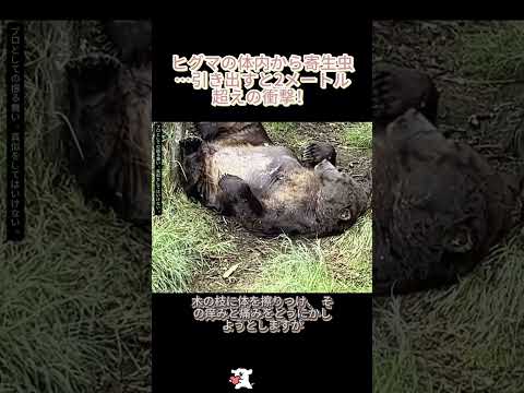 ヒグマの体内から寄生虫…引き出すと2メートル超えの衝撃! #ヒグマ #寄生虫 #野生動物 #自然の厳しさ #衝撃映像
