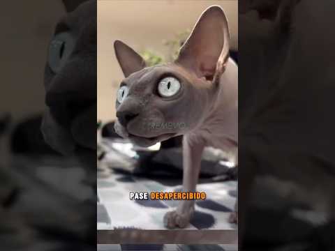 Los 5 Gatos Más Caros del Mundo – ¡El Último es CASI IMPOSIBLE de Conseguir! 🐆🔥