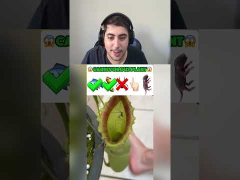 #POV IB GABRIEL MIRANDA A PLANTA CARNIVORA COMEU ISSO!! 😱 #shorts