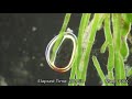 Photosynthesis and Chloroplast Functions