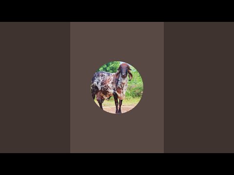 Dairy Aussie 2.0 is live!