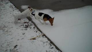 1/7/2010 More Dogs and snow