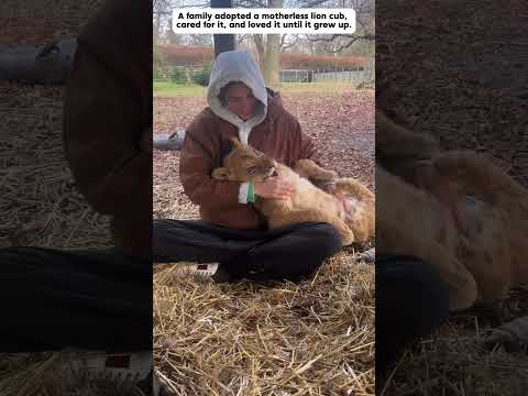 man rescues motherless lion cub, raises it until it grows up #lioncub #animals #shorts