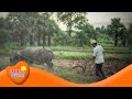 Impact of Agriculture on Society