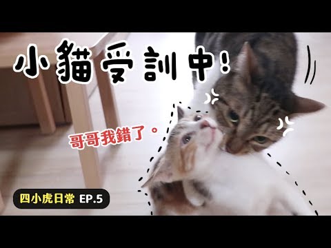 【黃阿瑪的後宮生活】小貓受訓中！四小虎日常EP.5