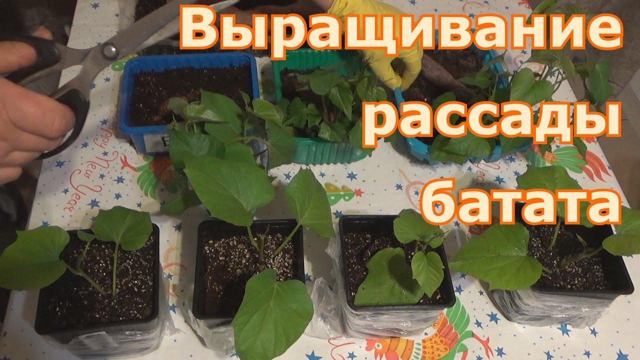 Размножение батата побегами. Укоренение и доращивание рассады батата. Черенкование батата