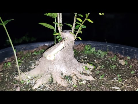 CHUYỂN HƯỚNG CHO CÂY BONSAI MINI