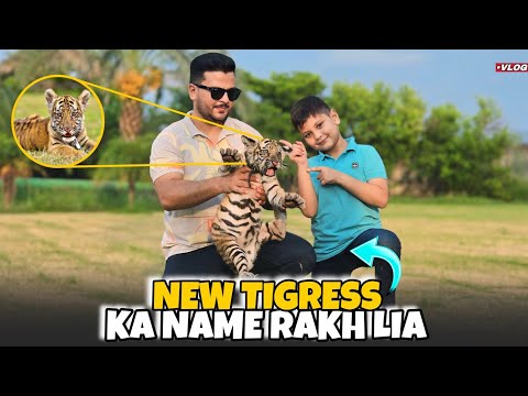 Tiger Female Ka New Name Rakh Lia 😍 | Comments Me Btaye Kesa Name laga? Nouman Hassan |