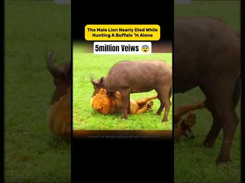 Lion's Near-Death Moment Hunting Buffalo Alone! The Most Intense Battle Youโll Ever See #lionattack