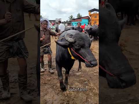 വാണിയംകുളം ചന്ത #shortvideo#buffalo #Mora buffalo #cow#Vanya club Chanda